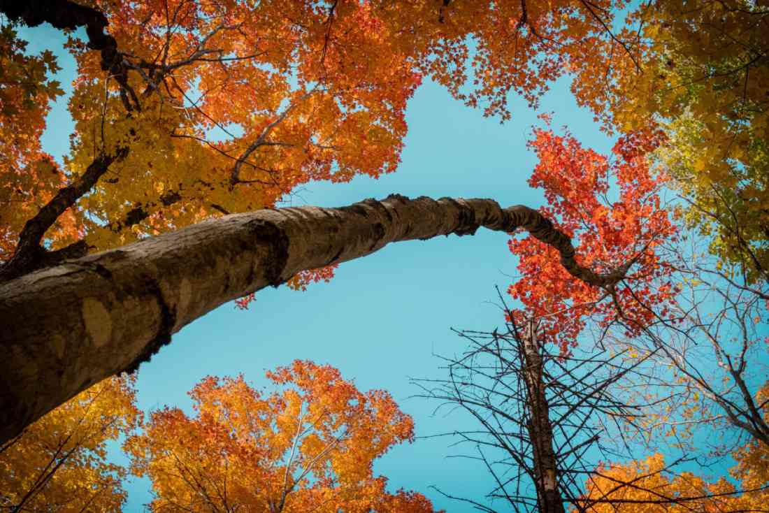 Idaho Trees - Twin Falls Tree Pros