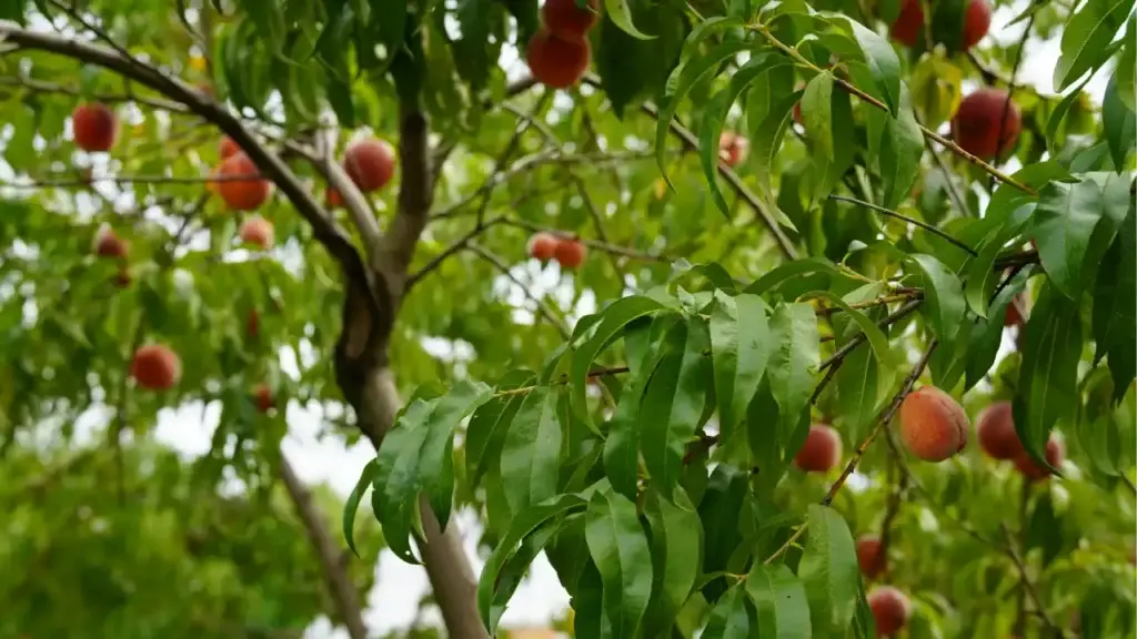 fruit tree