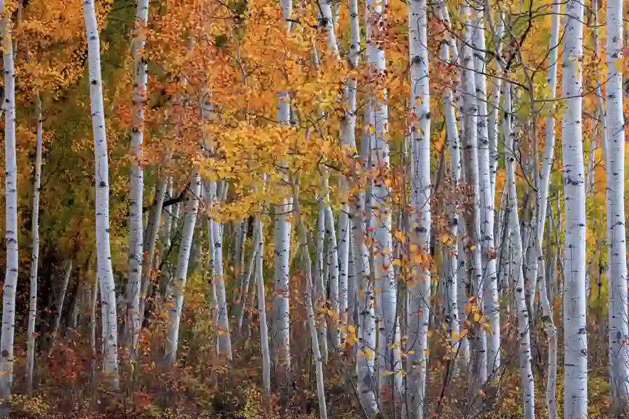 what is bes time to trim each type of tree